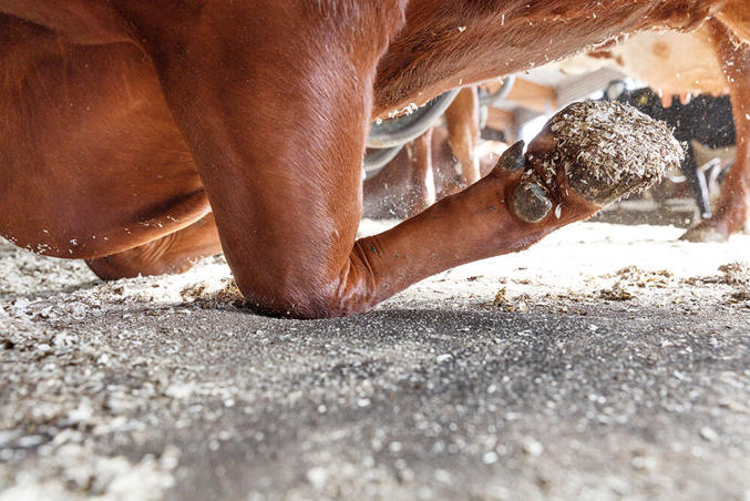 DeLaval Kuhmatratze M45R 
