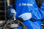 DeLaval Nitril-Melkhandschuhe