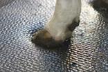 DeLaval cow mattress M40R 