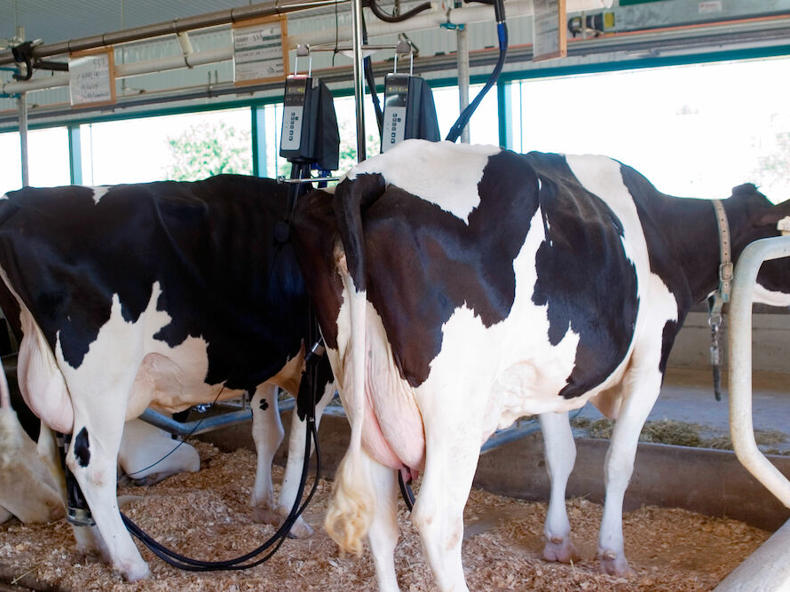 DeLaval milking unit MU480 with DelPro - DeLaval