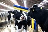 Brosse stationnaire SB DeLaval