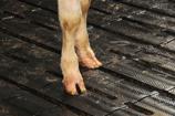 Slatted Floor Coverage