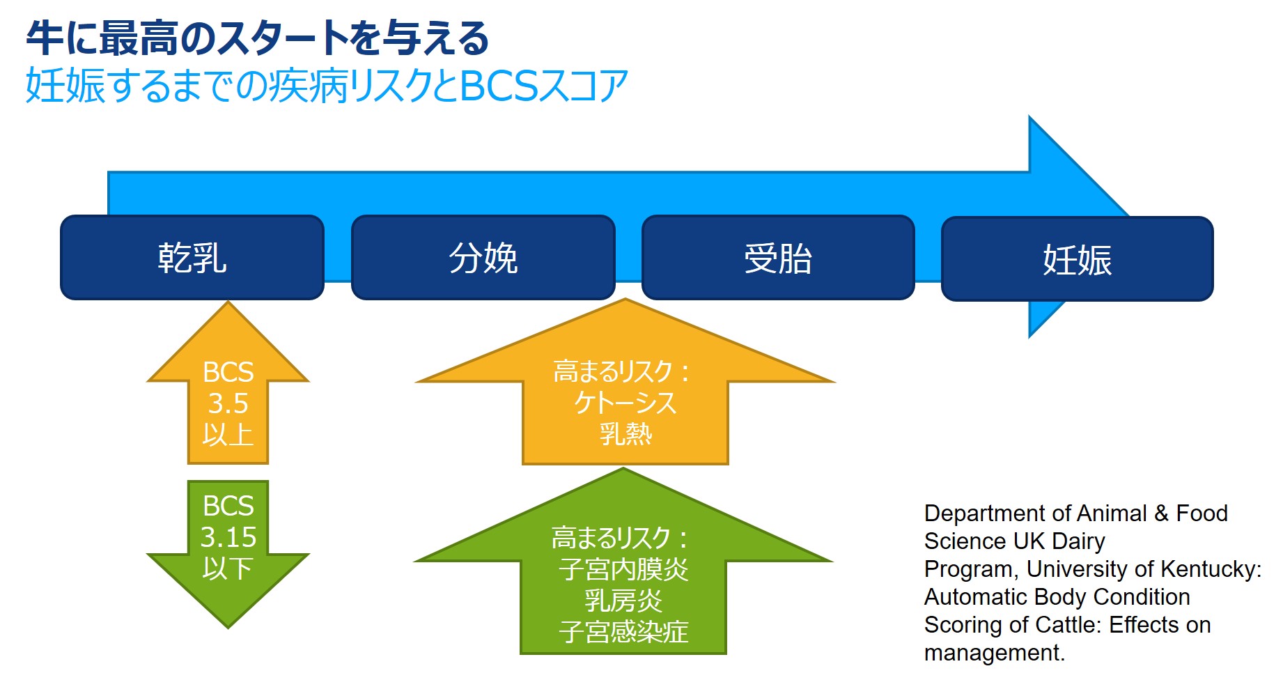 図１.繁殖管理におけるBCS効果の概要図.jpg