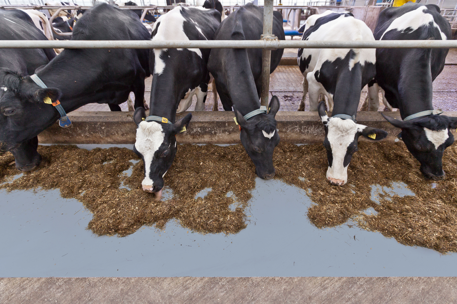 Koeien aan het voerhek die eten, waarbij het voer op een DeLaval Plast coating vloer ligt