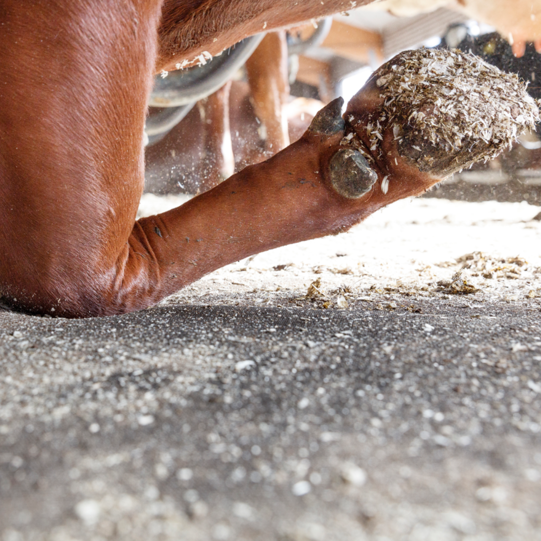 DeLaval koematras stalmatras M45R met een knielende koe