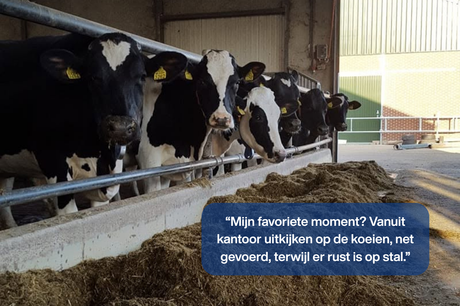 Koeien aan het voerhek met quote van Melkveehouder Joyce Maessen