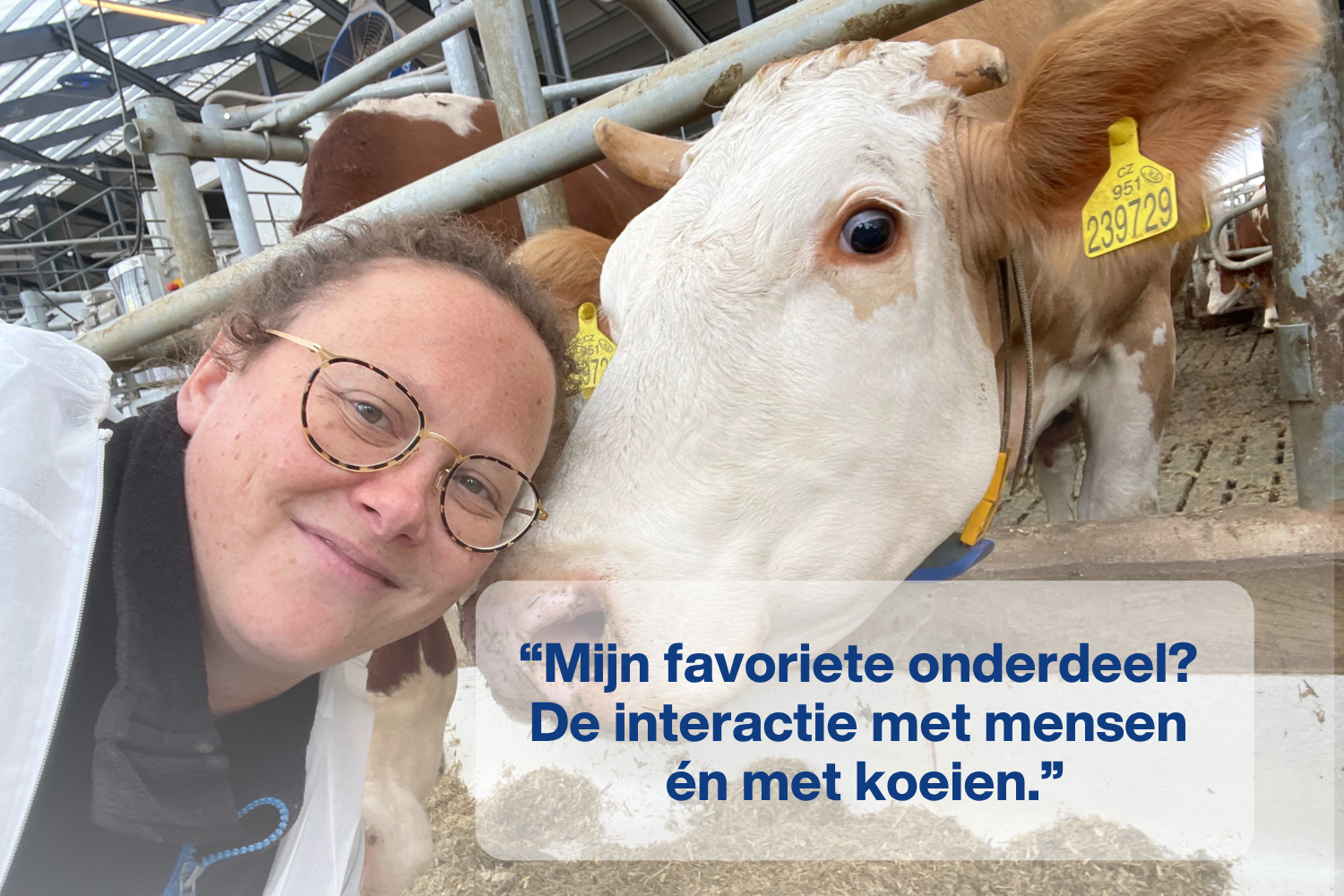Julie Geldhof met een bruine/witte koe - Cowfie