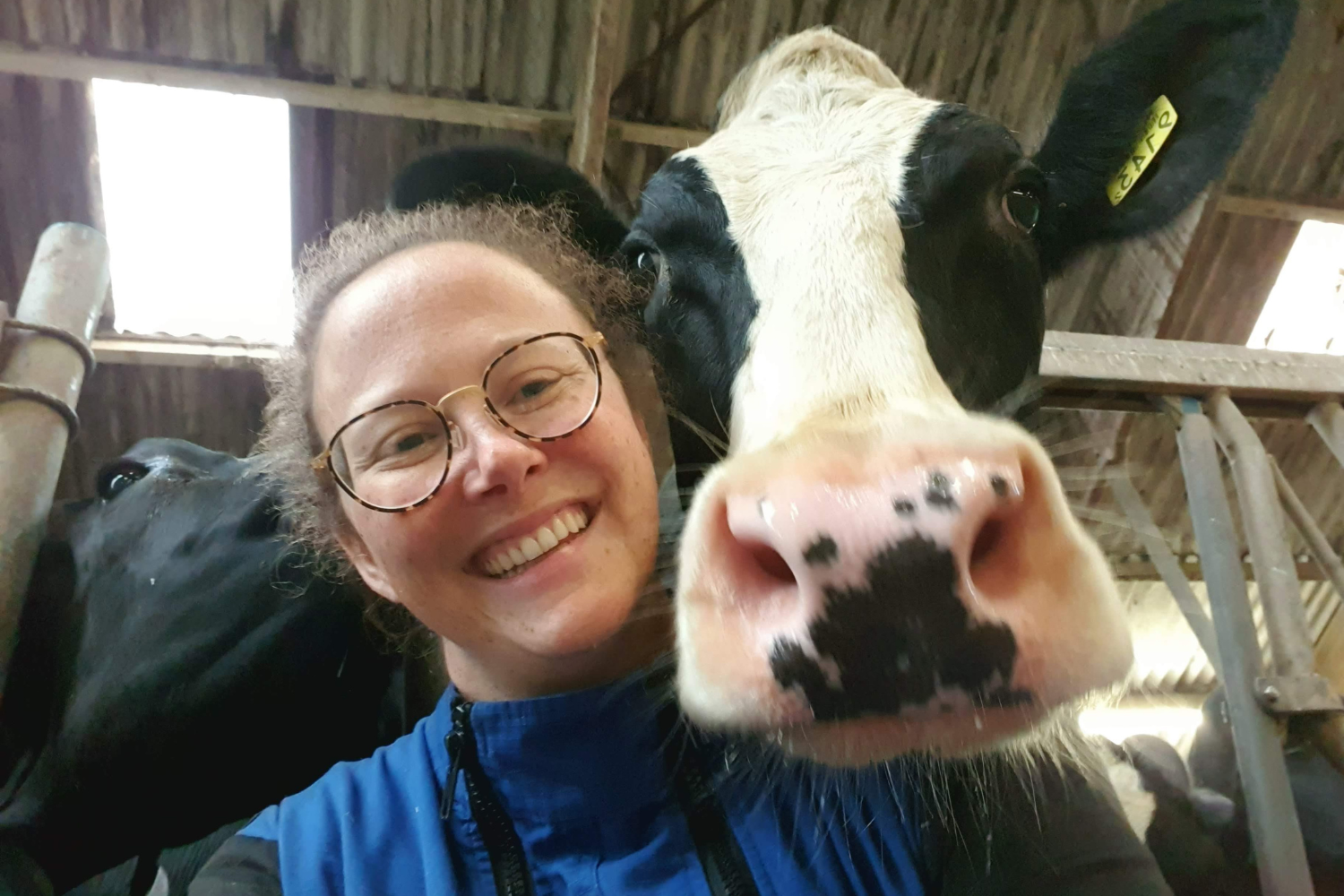 Julie Geldhof Cowfie - selfie met koe