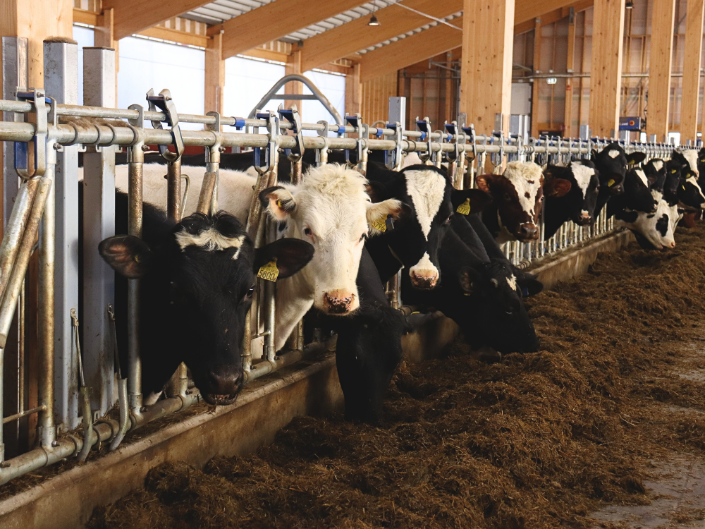 Jongveestal op Hamra Farm