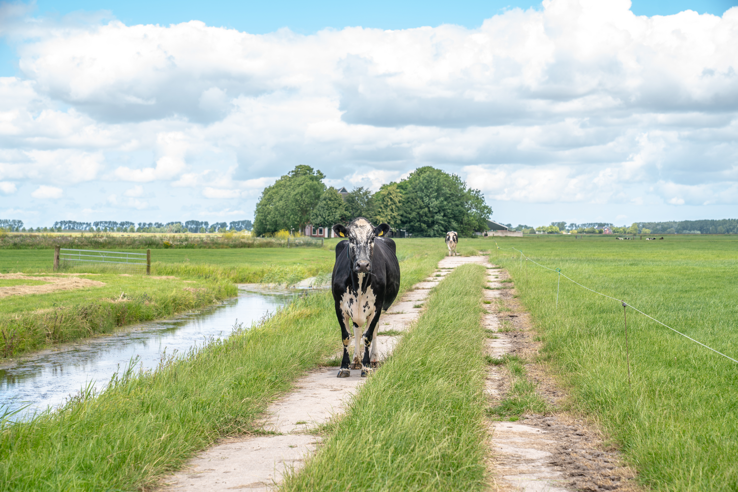 Melkkoe in de weide