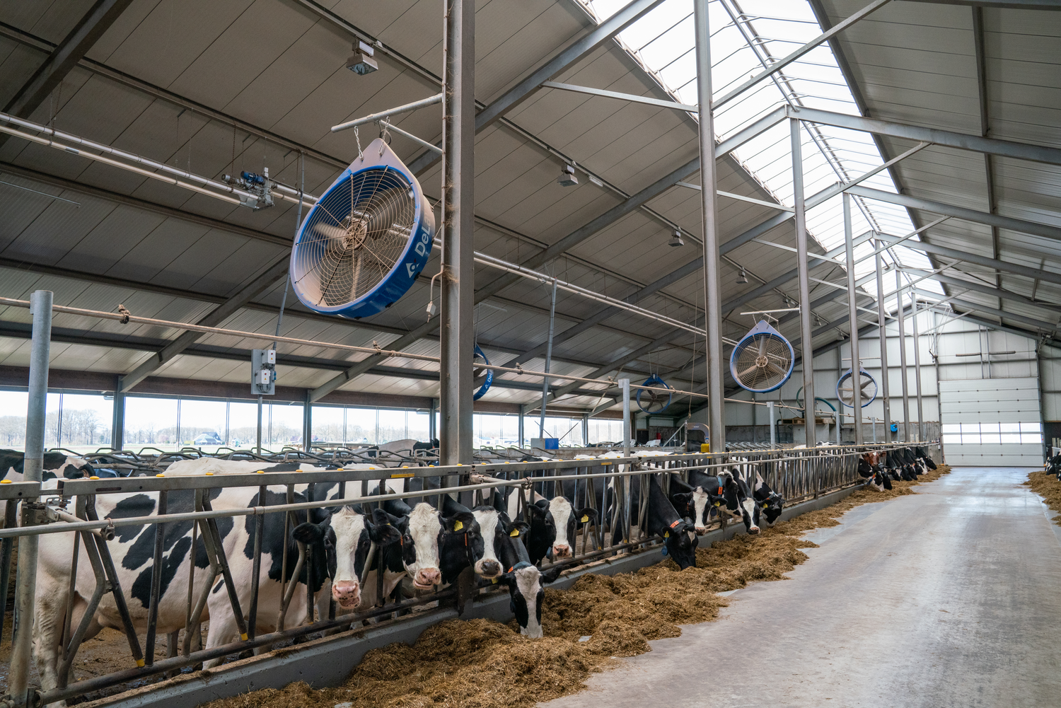 Melkkoeien aan het voerhek met DeLaval Cow Cooling systeem
