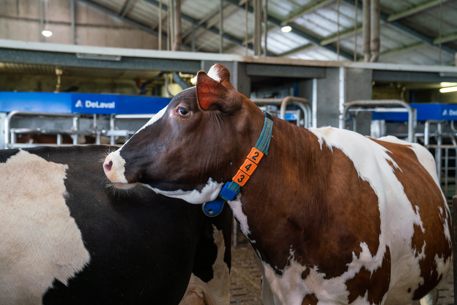 Melkkoe met de DeLaval VMS melkrobot op de achtergrond