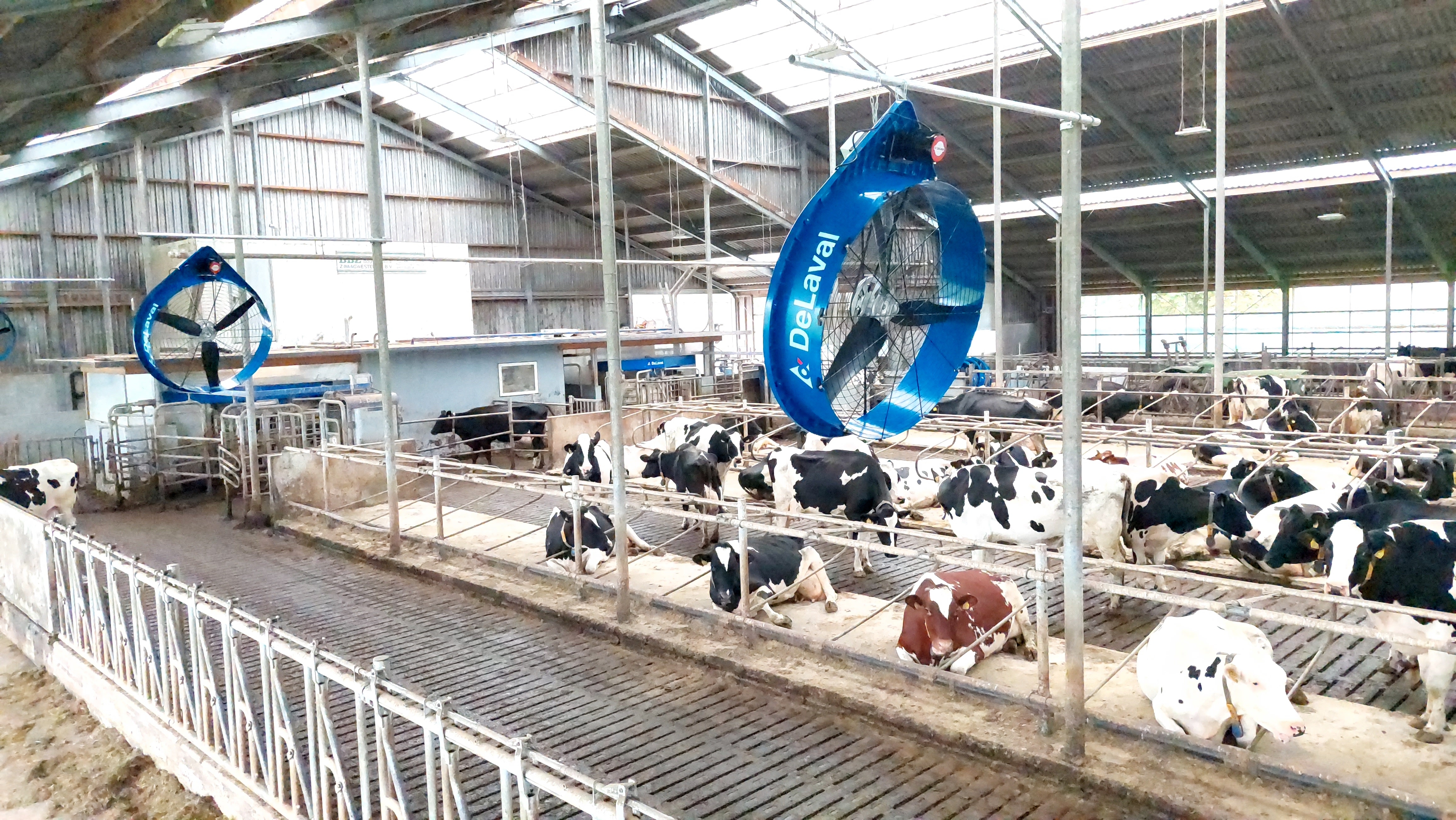 Melkveebedrijf met DeLaval Cow Cooling systeem