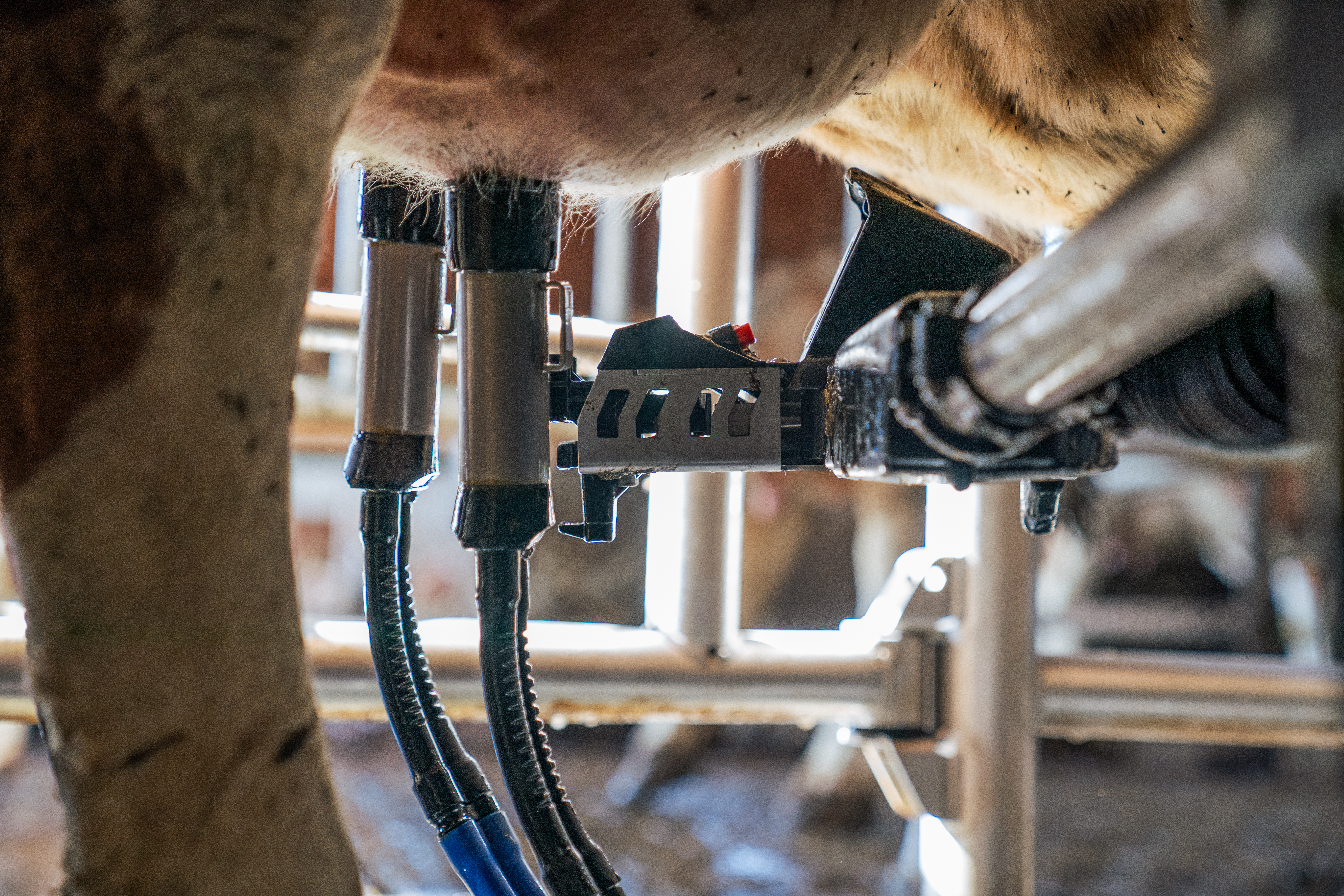 Koe die wordt aangesloten door een DeLaval VMS V300 melkrobot