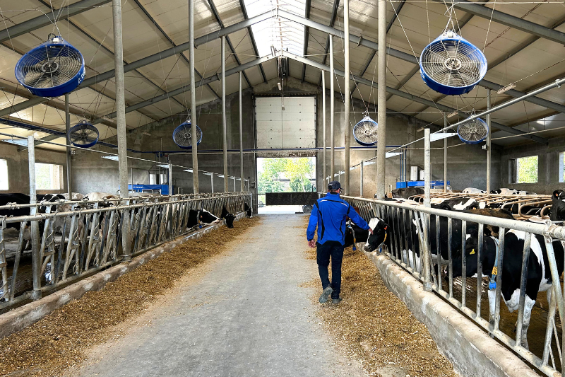 Melkveehouder over de voergang met melkkoeien aan het hek en DeLaval Cow Cooling systeem