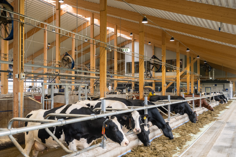 Koeien aan het voerhek bij DeLavals Hamra Farm
