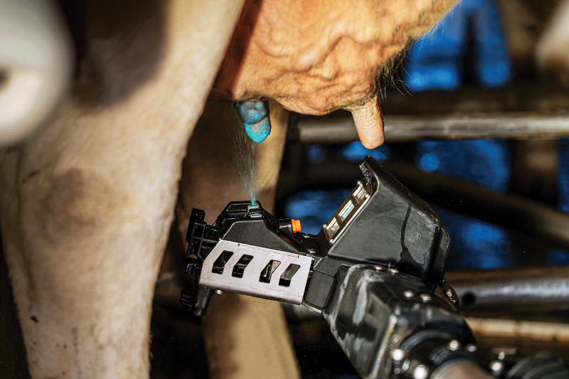 Nabehandeling met een speendesinfectiemiddel in de DeLaval VMS V300-melkrobot