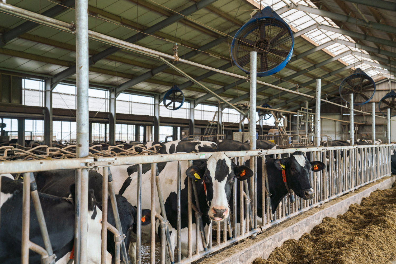 Binnenkant stal van melkveehouderij van Fam. van Houten. Met melkkoeien en DeLaval Cow Cooling installatie, krachtvoerboxen en een flexibele koeborstel van DeLaval
