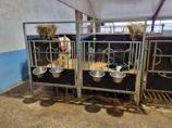DeLaval kalveboks CB20
