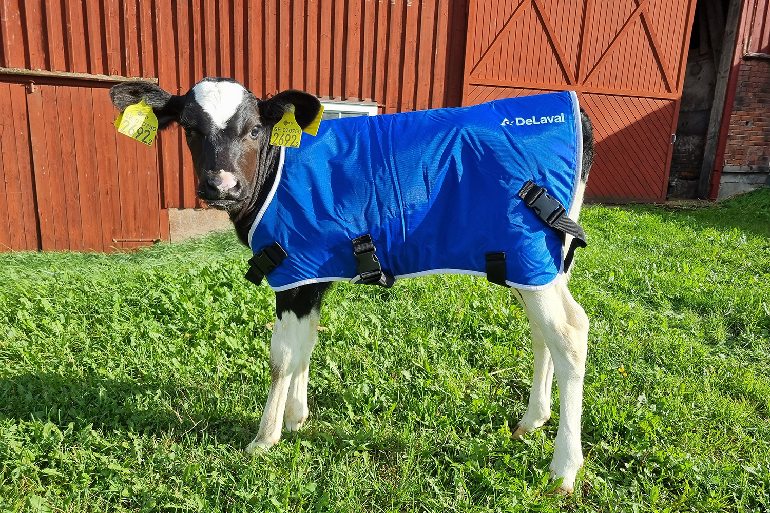 カーフコートSサイズ、Lサイズ - DeLaval