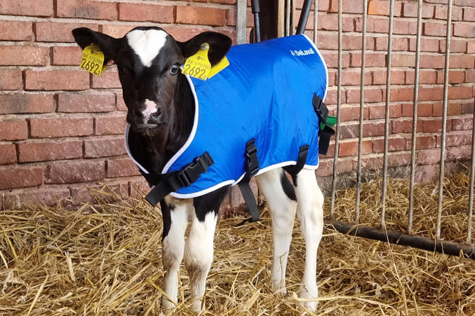 DeLaval calf coat