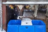 DeLaval waterbak HPT50