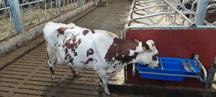 DeLaval tippbart vattenkar PT75