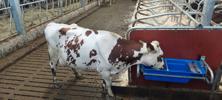 DeLaval tippbart vattenkar PT75