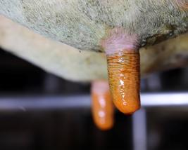 Paradigm™ Conc Product image