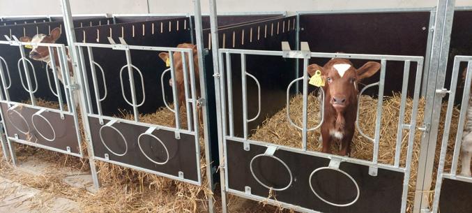 DeLaval kalveboks CB20