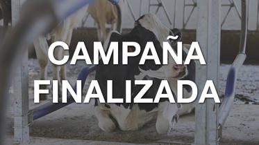 Vaca sobre cama DeLaval para la campaña de otoño de bienestar animal