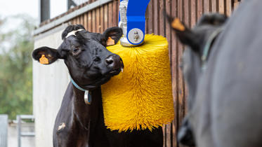 Campaña DeLaval Bienestar Animal 2025