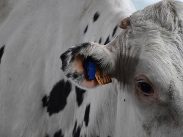 A Campaza-Crotal DeLaval