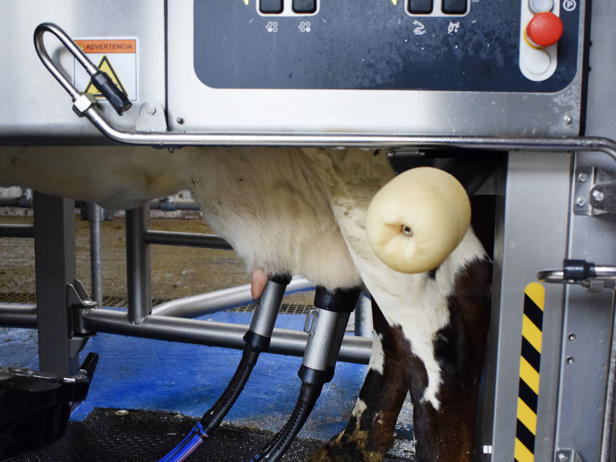 ganaderos delaval granja casa marroco robot de ordeño ganaderos delaval granja casa marroco robot de ordeño