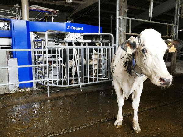 ganaderos delaval granja dematias robots de ordeño