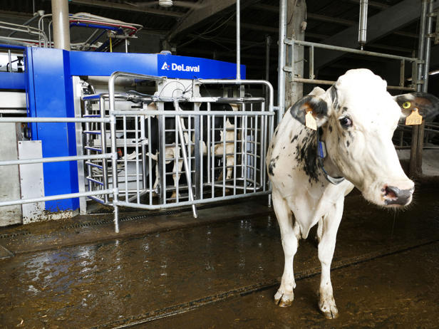 ganaderos delaval granja dematias robots de ordeño ganaderos delaval granja dematias robots de ordeño