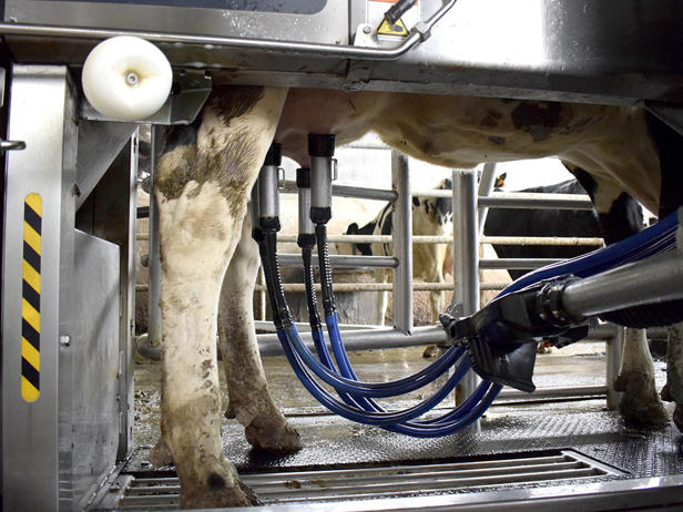 ganaderos DeLaval ganadería estanqueiro con robot de ordeño VMS