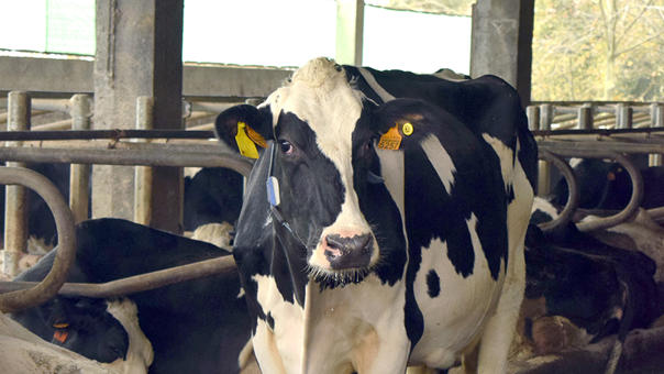 ganaderos DeLaval ganadería estanqueiro con ventiladores de granja