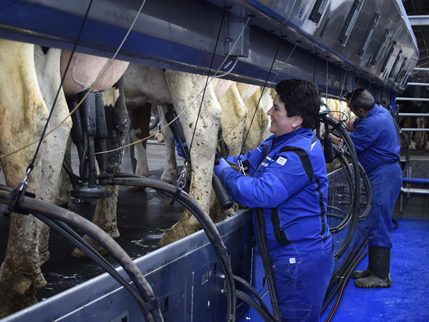 delaval-ganaderia-foxo-sala-ordeño-paralelo-p500-ordeño