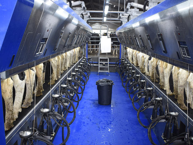 delaval-ganaderia-foxo-sala-ordeño-paralelo-p500-sala