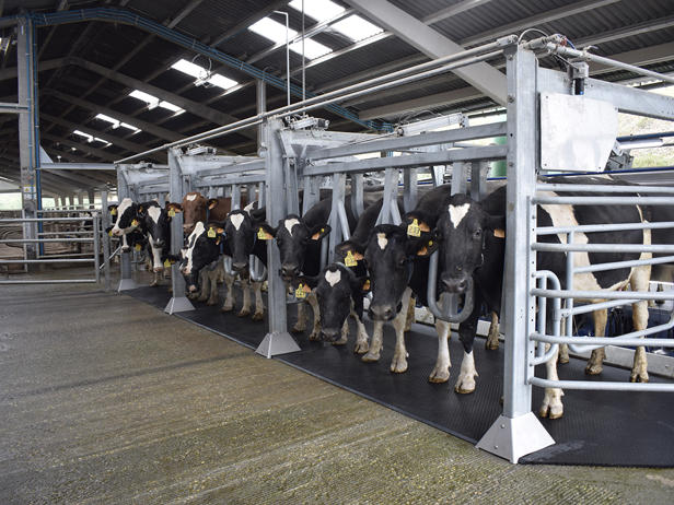 delaval-ganaderia-foxo-sala-ordeño-paralelo-p500-salida