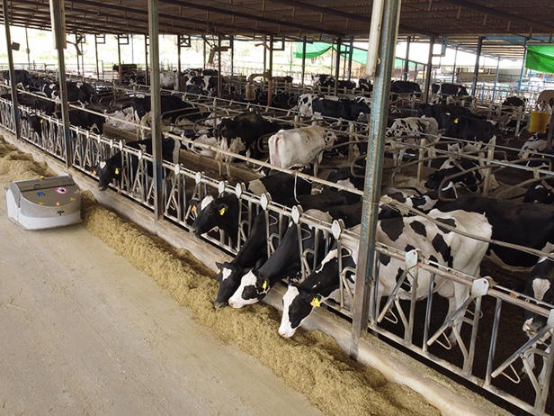 arrimador de comida delaval optiduo en granja de vacas