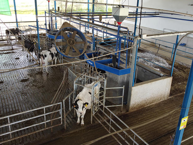 ventiladores granja de vacas la ciguñuela 