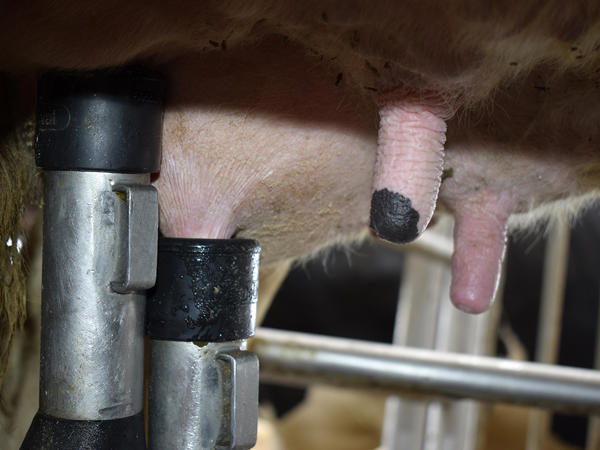 Ganaderos-delaval-lopez-zolle-ordeño-con-robot