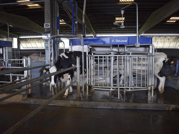 ganaderos DeLaval ganadería pardonelo robot de ordeño