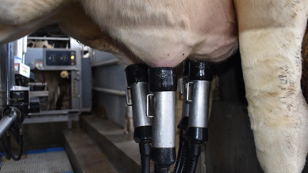 delaval-batch milking-SAT Villamayor de Negral delaval-batch milking-SAT Villamayor de Negral