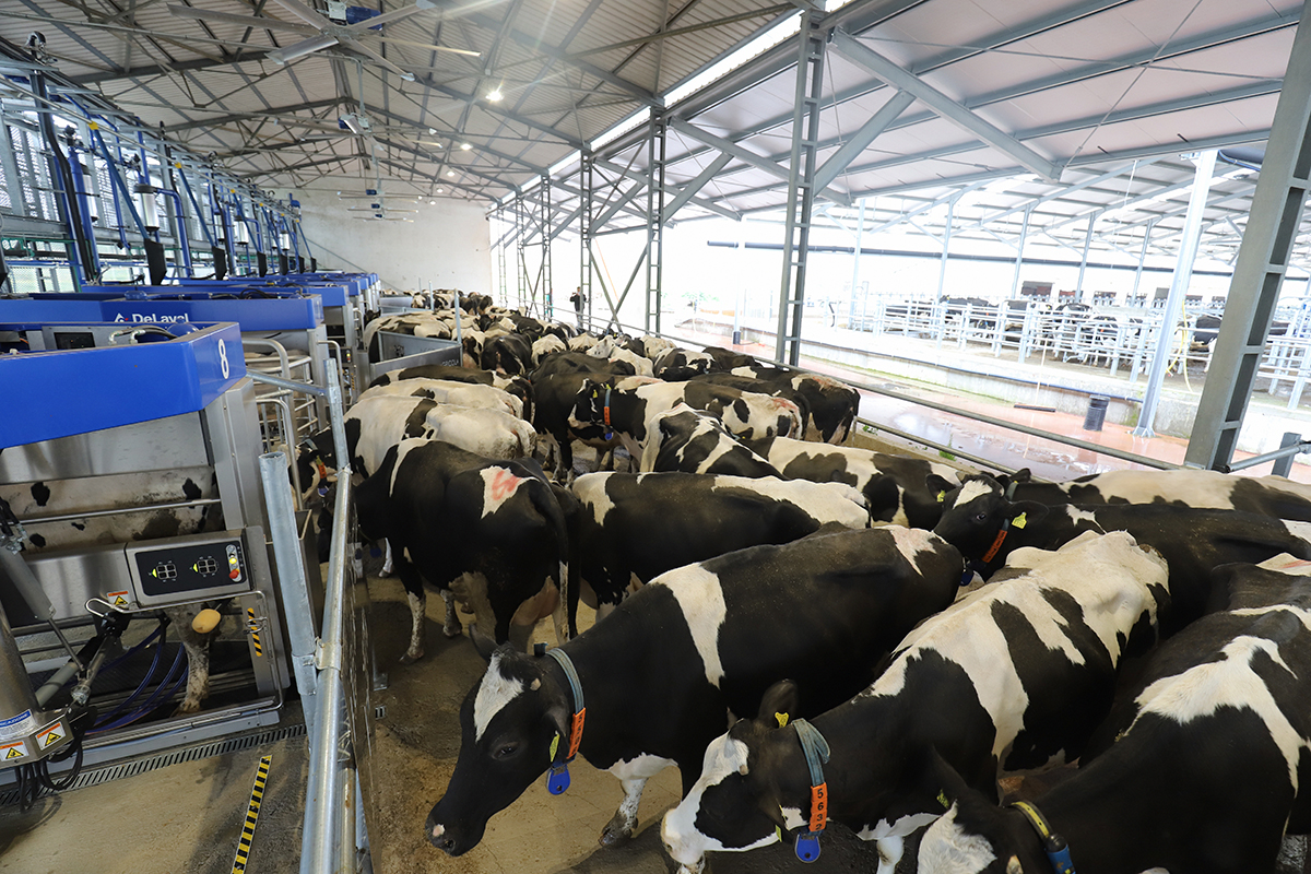 delaval-batch-milking-italia