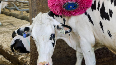 delaval-continua-lucha-contra-cancer-de-mama-cepillo-vacas-granjas-rosa