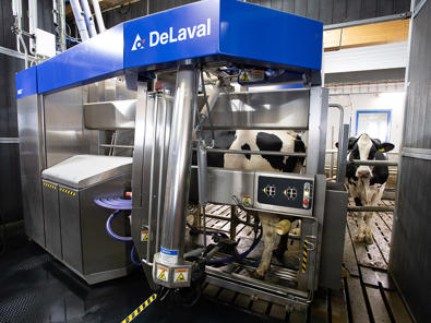 Robot de ordeño DeLaval modelo 2025 en Hamra Farm Robot de ordeño DeLaval modelo 2025 en Hamra Farm