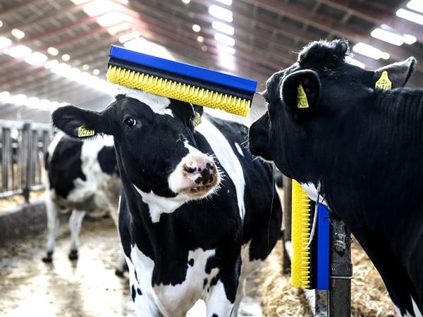 Cepillo estacionario delaval